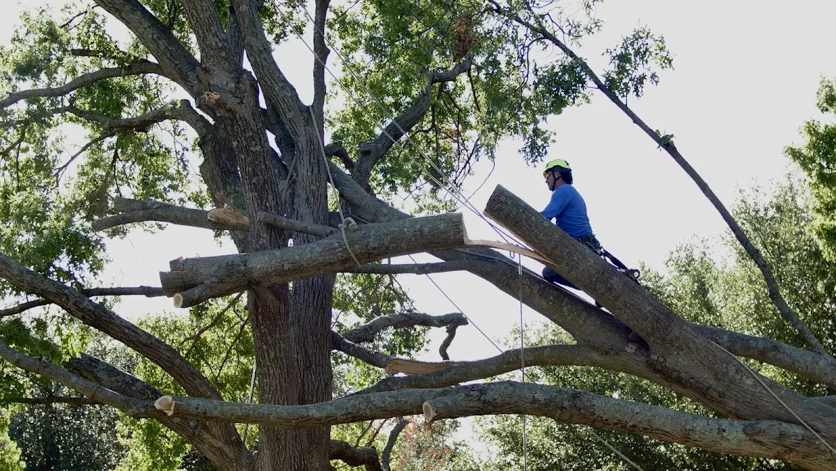 Professional Crown Thinning performed by certified arborists in Canterbury